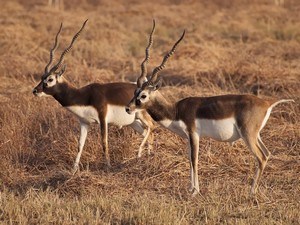 Blackbuck National Park / Velavadar National Park